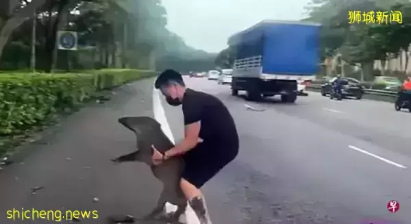 野猪倒卧大道中央 好心男扛猪入草丛