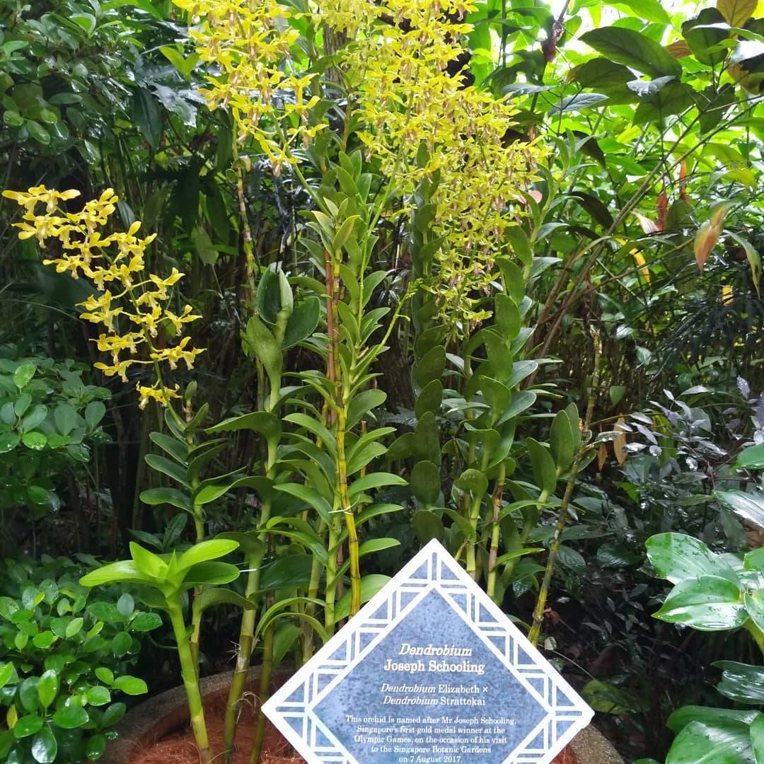 全球最大胡姬花卉展示地“国家胡姬花园”✨清新秀丽、沁人心脾,带你认识和了解我们的国花😎