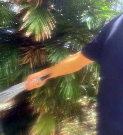 狮城组屋区 野猪伤人 当局出动20人寻猪