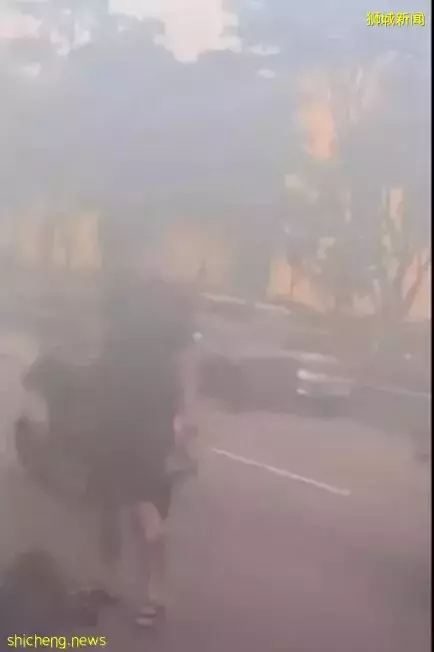 新加坡小哥哥爲救小野豬,在車流中冒險將其抱起!好暖!好貼心