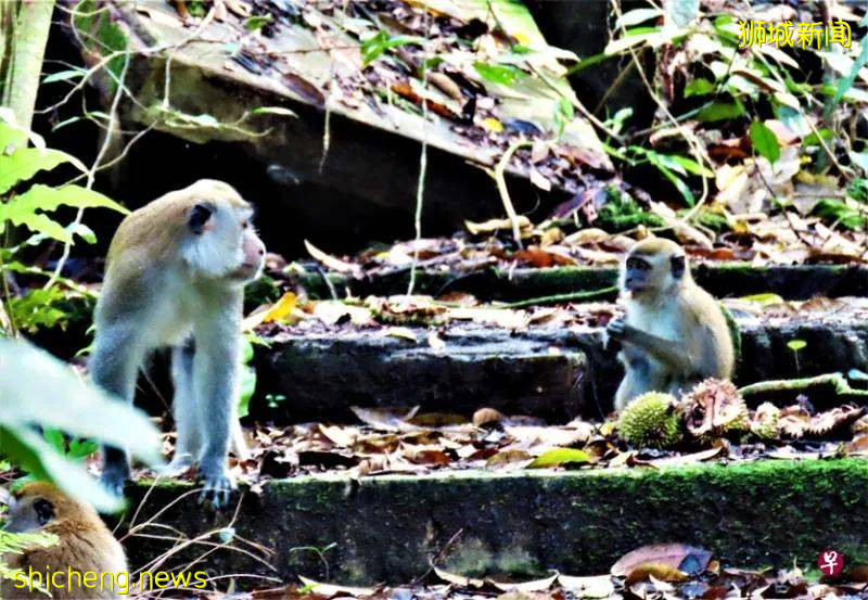 当年,郁达夫和徐悲鸿都在此处品尝味道类近荔枝的红毛丹,还双双留诗;一文了解新加坡汤申自然公园最具备文化内涵的地段