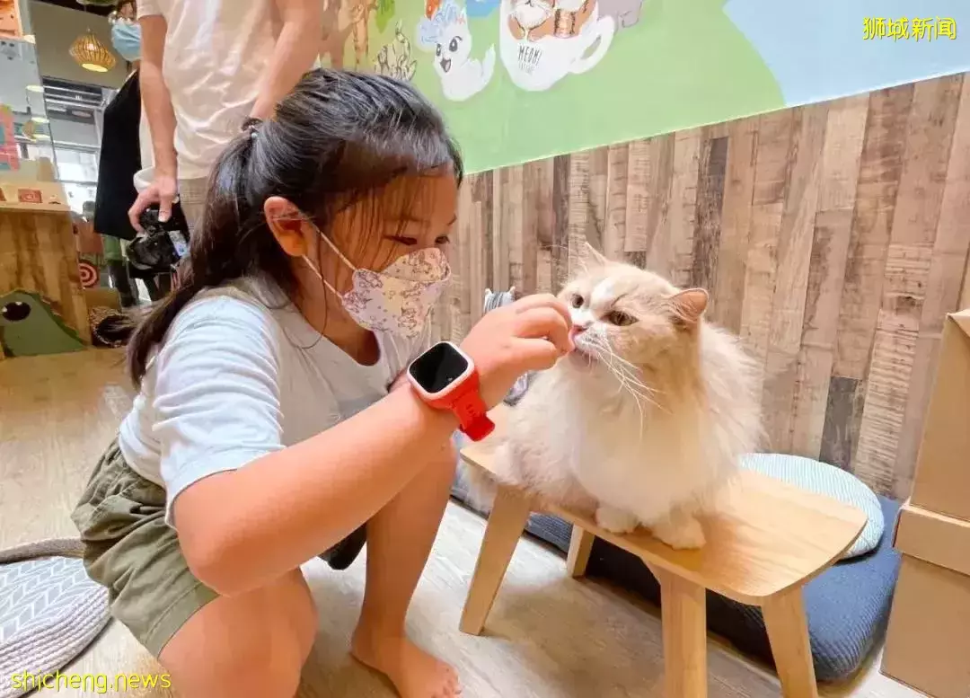 聊天、喝咖啡、撸貓……新加坡愛寵人士聚會好去處,軟萌貓咪等你來