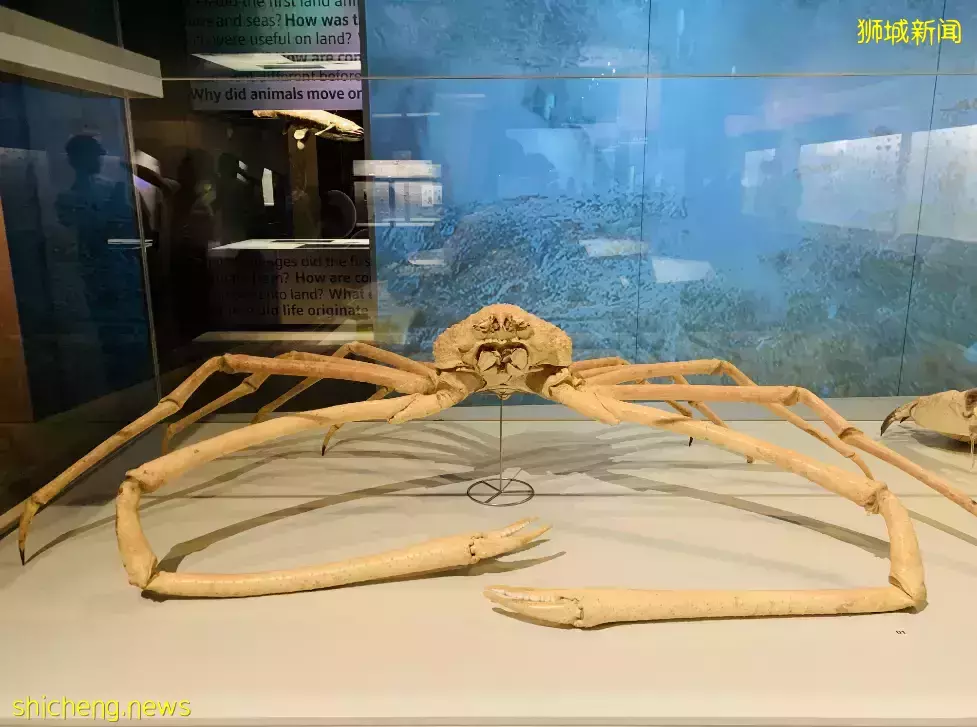 在新加坡，你見過熱戀中的水獺嗎