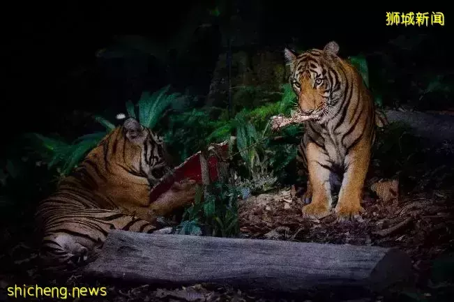 實拍亮燈！2022年“春到河畔”場面宏大，還有這麽多好玩的