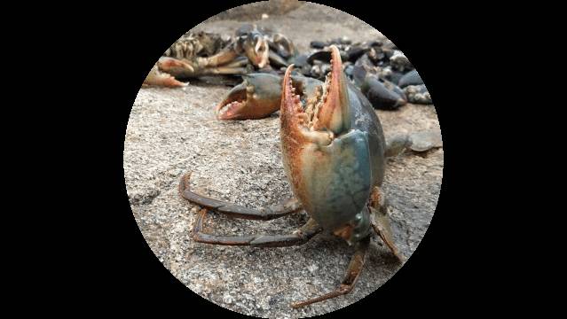 新加坡趕海全攻略!寄居蟹、花蟹、龍蝦、蛤蜊、海星、海參...我挖到寶藏啦