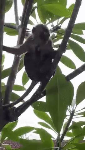 新加坡猴子是游泳健将,天天到公寓嬉水