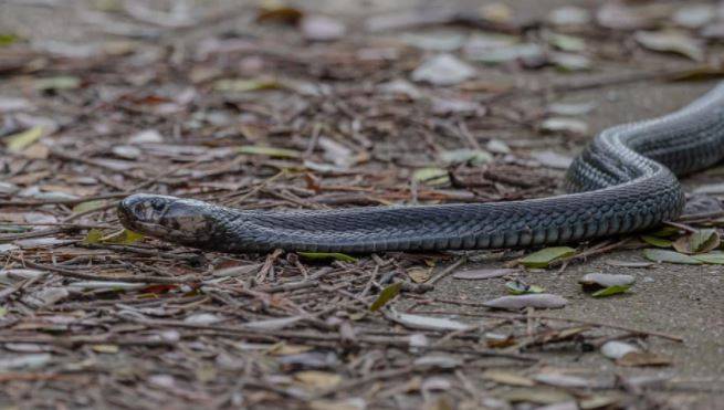 樟宜商业区发现剧毒黑色眼镜蛇,遇到请绕道