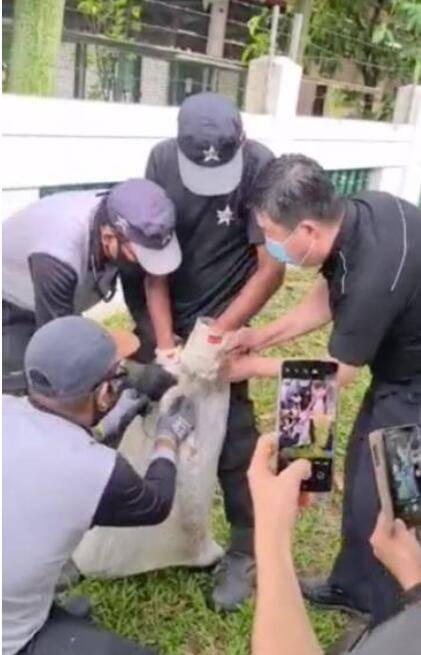 当心!新加坡这儿有野狗出没、这儿还有蟒蛇出没