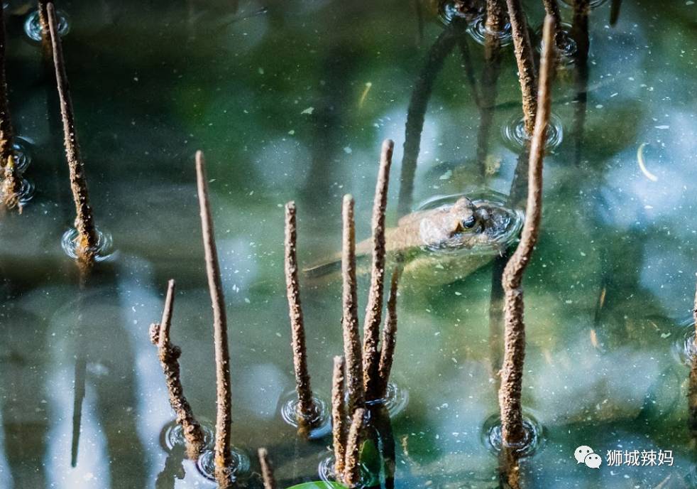 新加坡最好玩的海灘公園!趕海、騎馬、劃艇、樹籬迷宮、燒烤露營,超適合家庭出遊