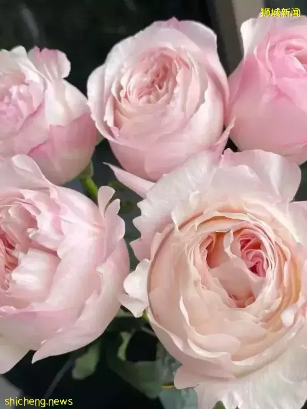 鮮花在熱帶也能養1個月？資深花友新加坡買花、養護大揭秘