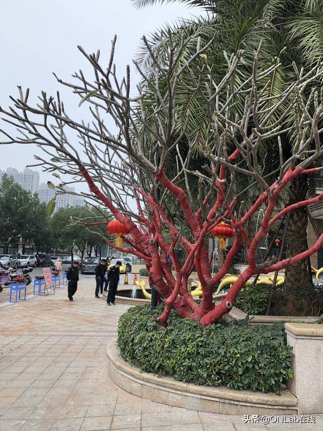 過大年了,榕城獅城橫濱的春節記憶