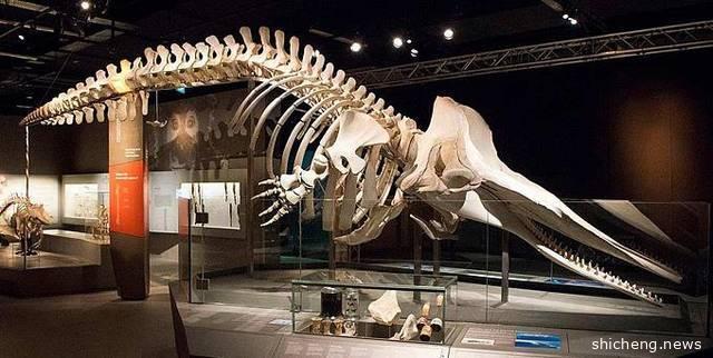 新加坡独特的博物馆