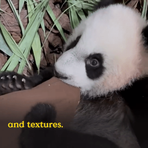 为看一眼新加坡出生的小熊猫,他们排队几小时