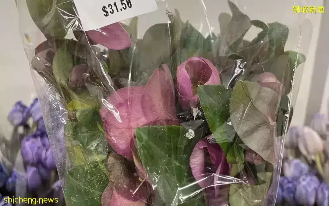 鮮花在熱帶也能養1個月？資深花友新加坡買花、養護大揭秘