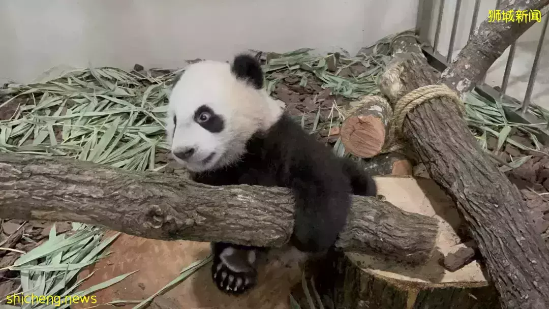 过年会吃多,跟着新加坡小熊了叻叻一起健身