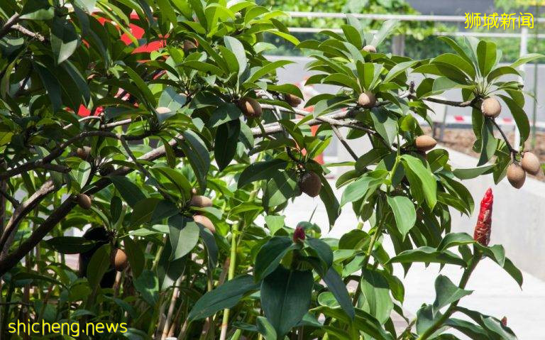 李顯龍總理打Call的超級大商城！開業就5000人擠爆，內附吃喝玩樂攻略