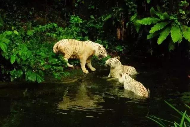 狮城,充满魅力的新加坡