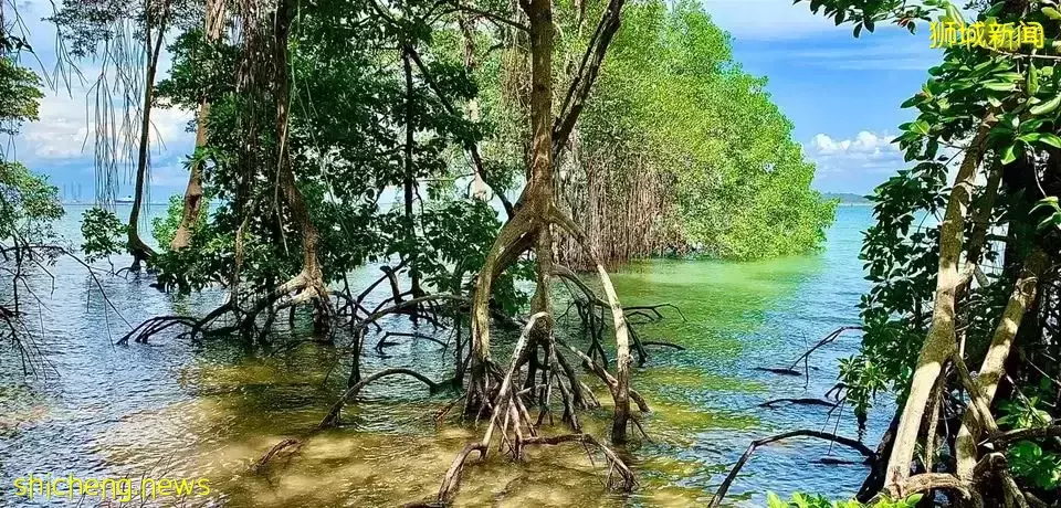 榴梿、野豬、猴子、各種魚蟹……體驗“新加坡最後的農村”