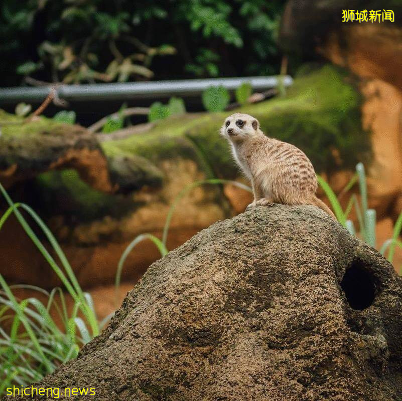 僅2天！新加坡動物園最牛的餵動物之旅，8折！還有幻光雨林和4大園5.5折起，搶啦