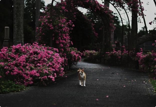 你沒看錯！這麽漂亮的美景是在新加坡，而且在後港