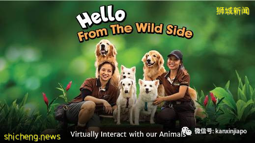 新加坡開啓十年“排外”計劃,當地公司快被逼哭了.