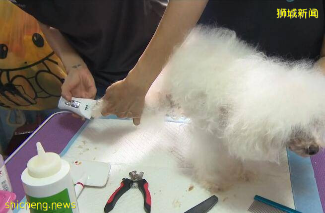 在新加坡赚钱难?今儿介绍个“疫”想不到的赚钱行业