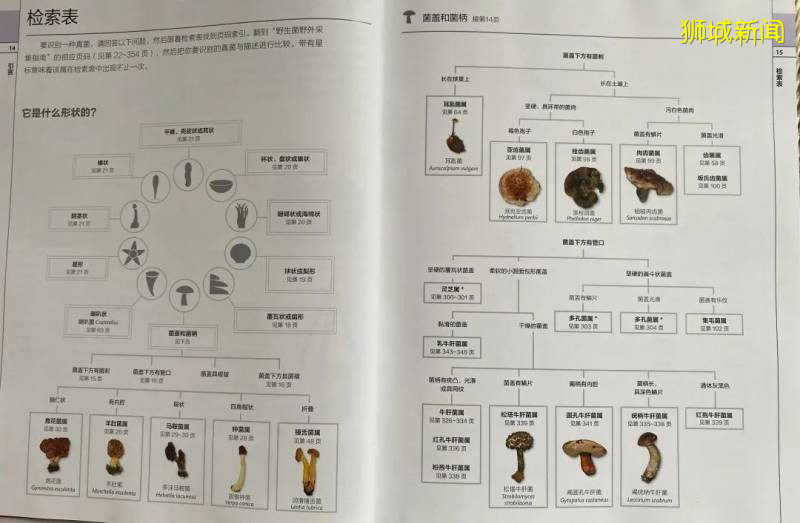 新加坡大雨一直下,媽媽這個是啥蘑菇?能吃嗎?額