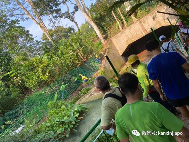 新加坡网红“瀑布”装上围栏,自然公园不再“自然”