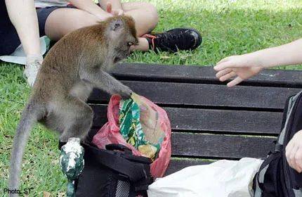 在新加坡上公厕,突然有条蛇从马桶钻出!吃饭又遇猴子…没法呆了