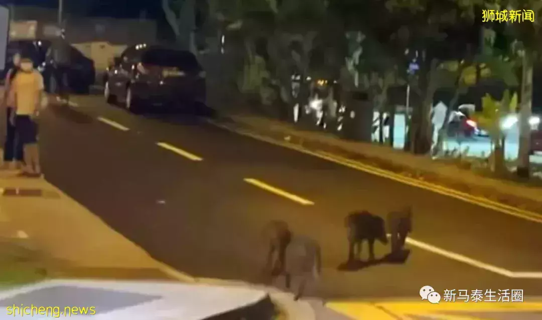 野猪家族“逛大街”狮城民众跑步被吓坏