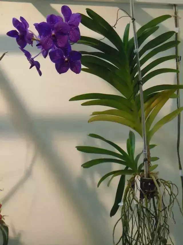 胡姬花～新加坡国花