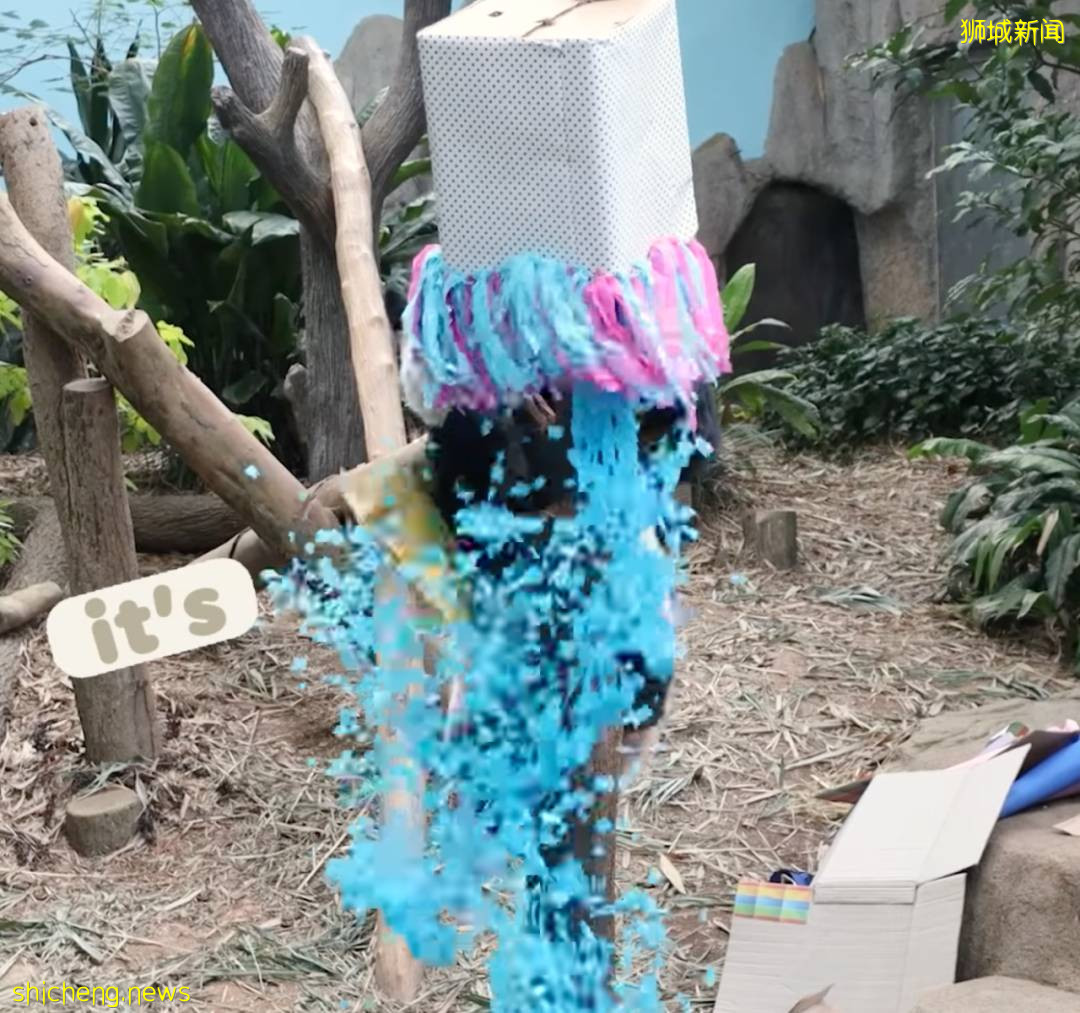 新加坡的熊猫宝宝满月照来了!毛茸茸终于“有熊样”