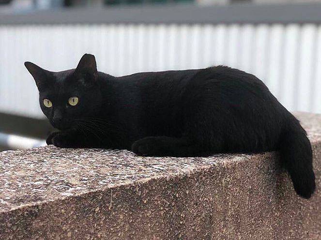 小坡島留學 NUS 校園撸貓攻略