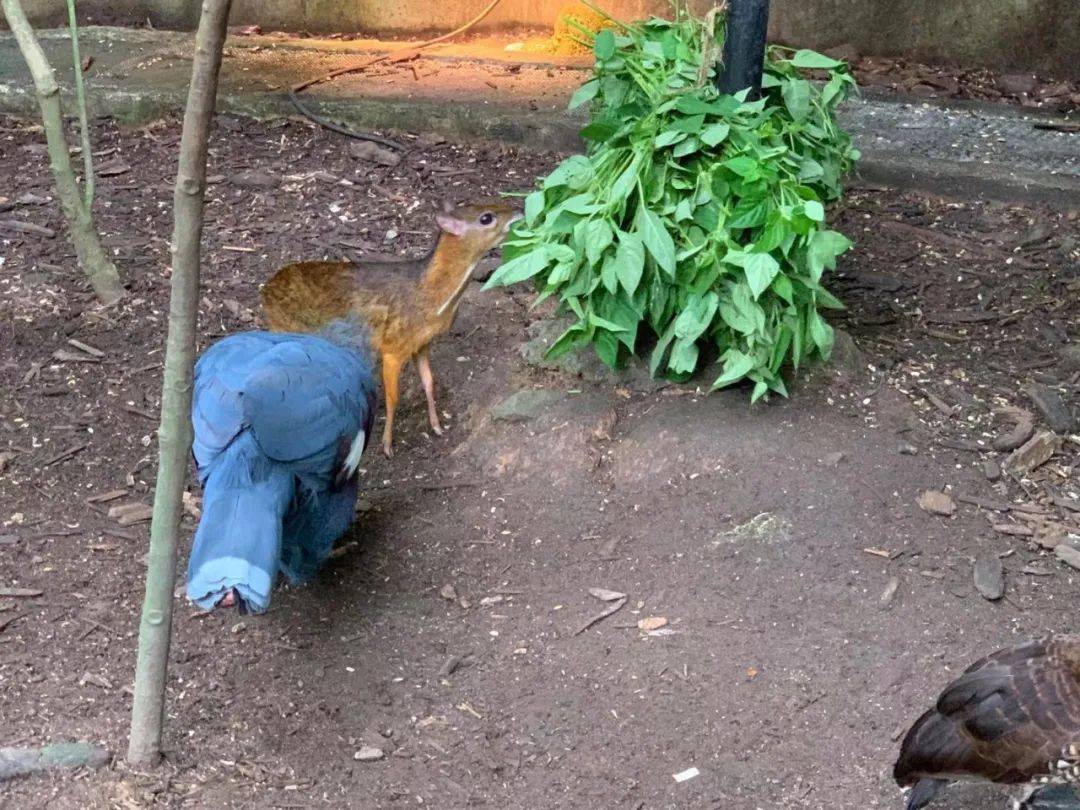 行走獅城——新加坡動物園