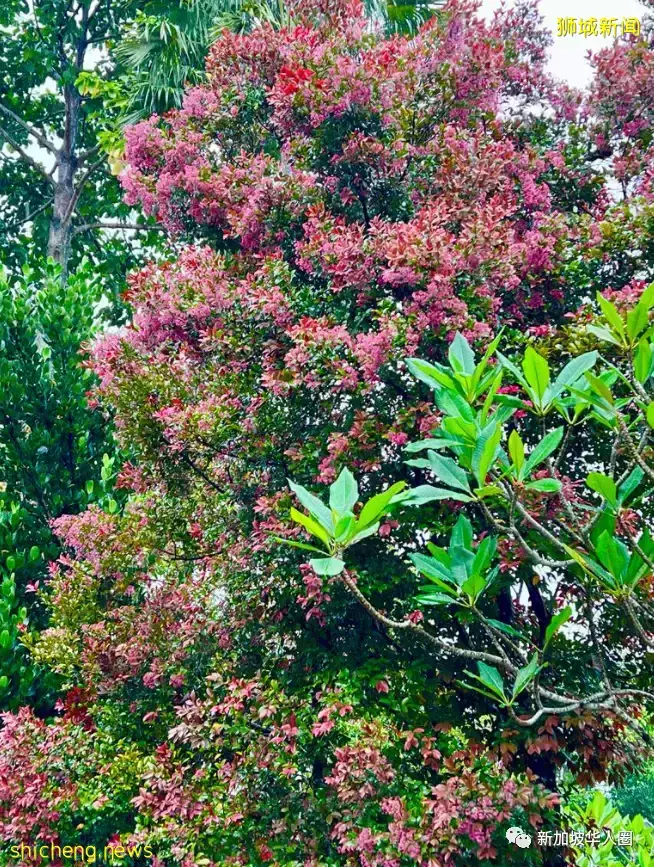 賞花季到啦！全島各地重現“新加坡櫻花”景象！還去日本賞什麽櫻花