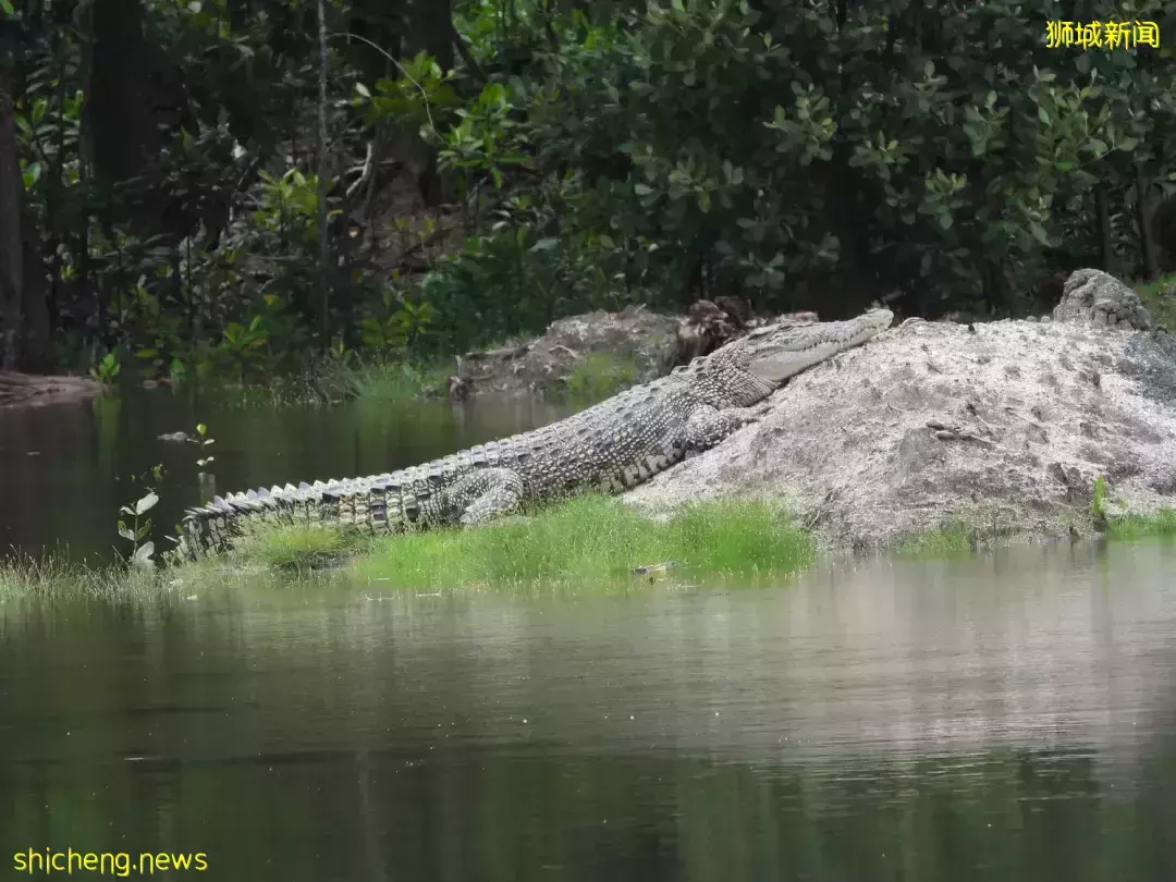 新加坡最新网红景点!风景绝美必打卡