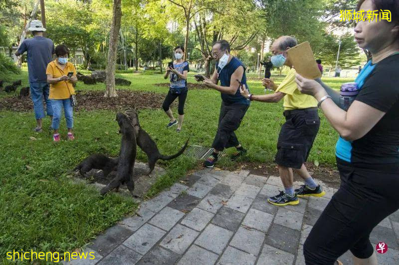 新加坡“網紅”動物--水獺引發民衆擔憂!