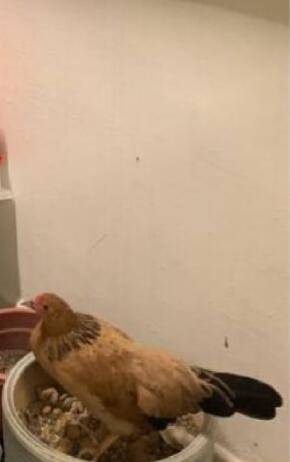 在新加坡送外卖，还得附带抓鸡