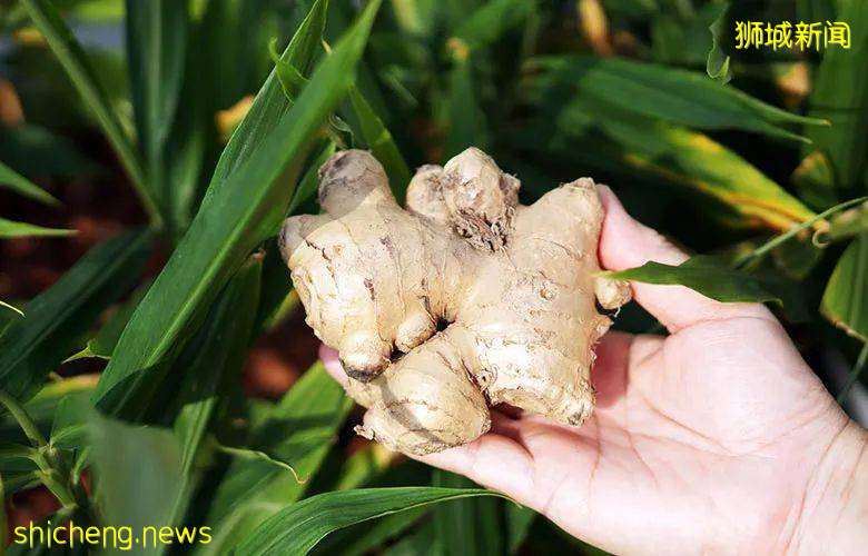 小小新加坡居然有5個瀑布,隱藏著世界最大的室內瀑布