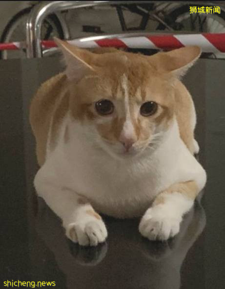 解封後，新加坡有“一對情侶”在馬路上沒戴口罩，公然擁抱!