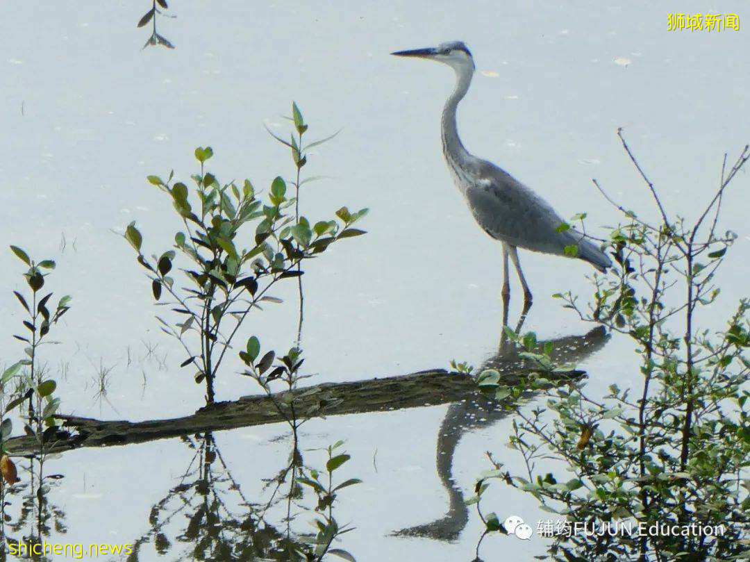 跟着小筠去游“新马”——新加坡吃喝玩乐(中篇)