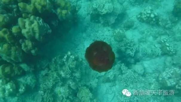 【泰国】时光正好 | 2020年的假期，开启一段前往【东方小马代】丽贝岛的悠然假期~