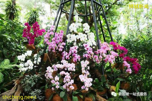 最美麗的自然風光: 新加坡植物園