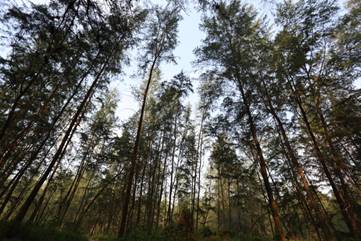 周末只会宅家躺尸？这些新加坡天然氧吧你一定得知道