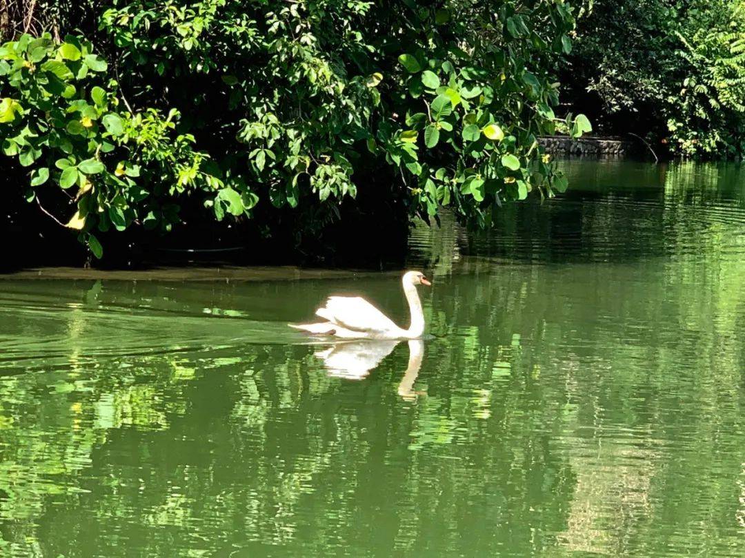 行走獅城——植物園