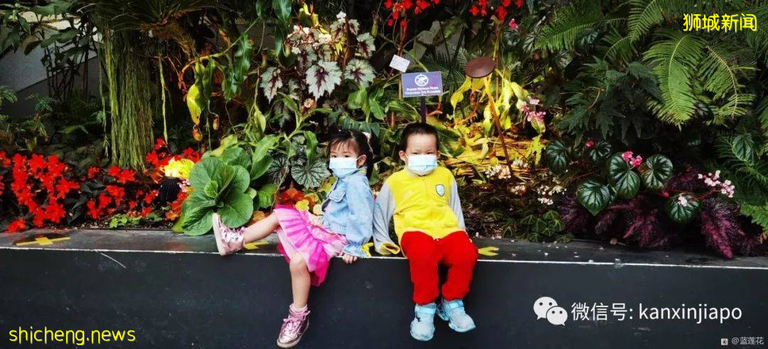 新加坡親子好去處！濱海灣～花穹～雲霧森林～空中步道半日遊