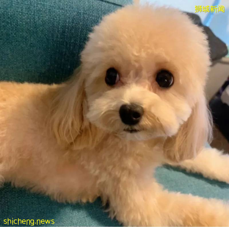 餵食野生動物者將遭罰款?新加坡養寵物你不能不知道的事!