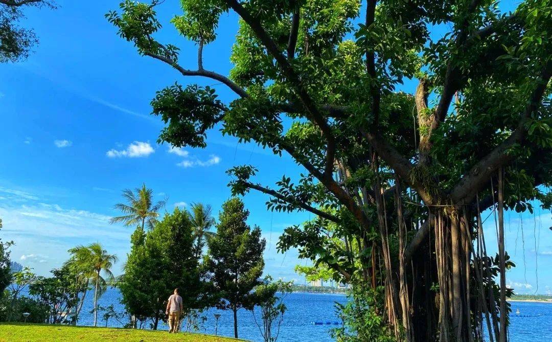 新加坡最美打卡樹集合 一起來看看吧