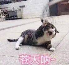 2021年公民/PR/外國學生,中小學學費調整詳情