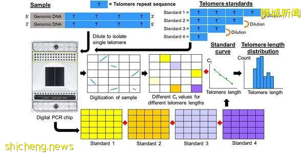 新加坡团队开发数字PCR新方法来测量端粒长度